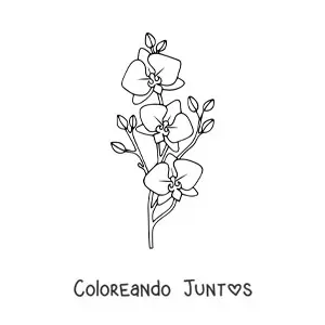 Imagen para colorear de una rama de tres orquídeas phalaenopsis