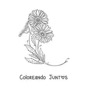 Imagen para colorear de dos margaritas con hojas