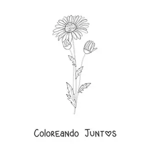 Imagen para colorear de una margarita y sus capullos