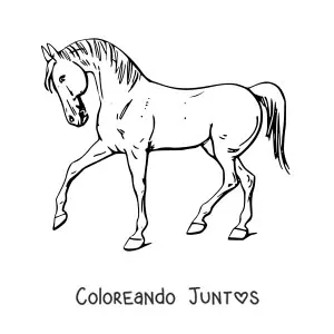 Caballo