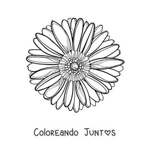 Imagen para colorear de una margarita grande realista de frente