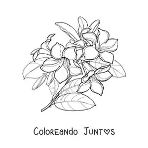 Imagen para colorear de un ramo de lirios con hojas