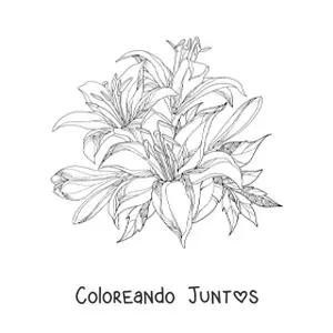Imagen para colorear de un racimo de lirios realistas con hojas