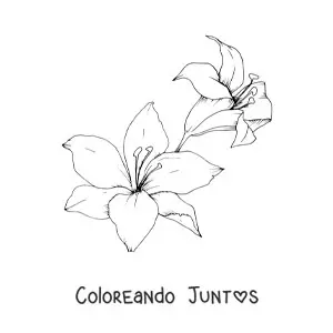 Imagen para colorear de dos lirios grandes