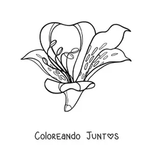 Imagen para colorear de un lirio grande