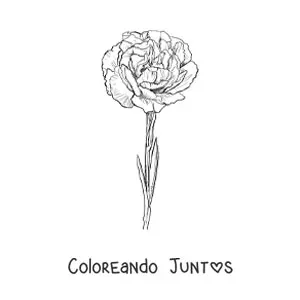 Imagen para colorear de un clavel realista