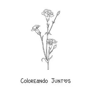 Claveles pequeños