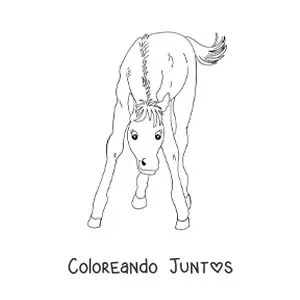 Imagen para colorear de un potrillo mirando al frente