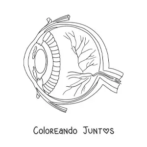 Anatomía del ojo