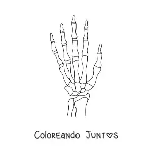 Huesos de la mano