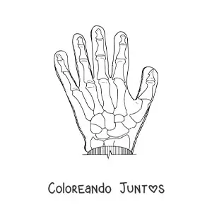 Imagen para colorear de una radiografía de una mano
