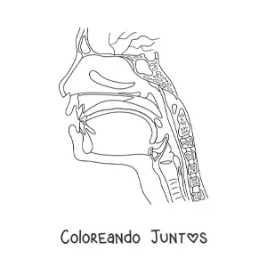 Imagen para colorear de una sección transversal de la cabeza mostrando la anatomía de la garganta y la nariz