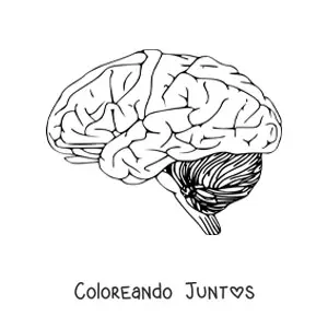 Imagen para colorear de un cerebro visto de lado