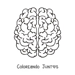 Hemisferios cerebrales