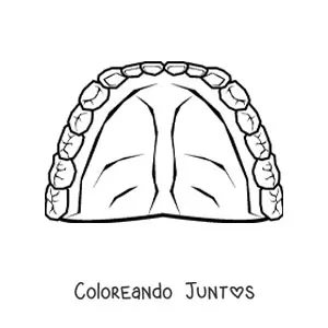 Dentadura humana