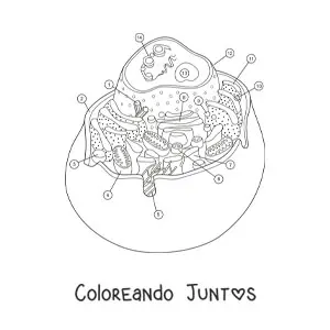 Imagen para colorear de la estructura de una célula animal
