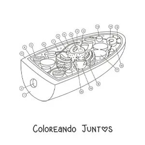 Imagen para colorear de la estructura de la célula de un hongo