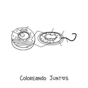 Imagen para colorear de las partes de la célula eucariota y procariota