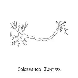 Imagen para colorear de una neurona