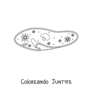 Imagen para colorear de un protozoo