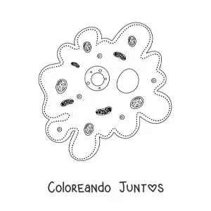 Imagen para colorear de las partes de la célula