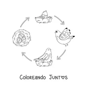 Ciclo de vida de las aves