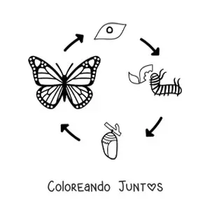 Ciclo de vida de la mariposa