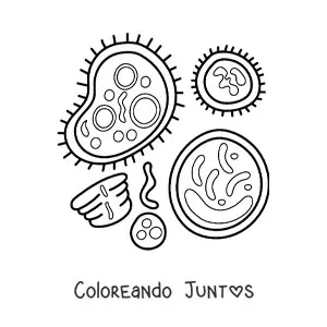 Imagen para colorear de bacterias y células