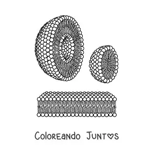 Imagen para colorear de las estructuras de liposoma y micela