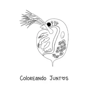 Imagen para colorear de una daphnia