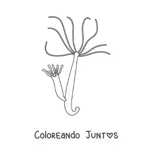Imagen para colorear de una hidra de agua dulce