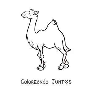 Imagen para colorear de un dromedario