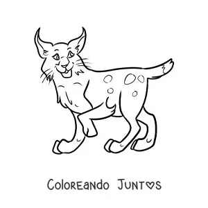 Imagen para colorear de un lince del desierto