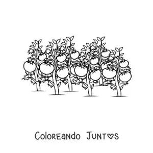 Imagen para colorear de una plantación de tomateras