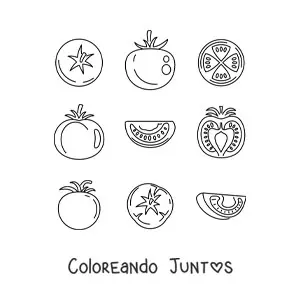 Imagen para colorear de las partes del tomate