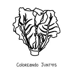 Imagen para colorear de una lechuga romana