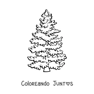 Imagen para colorear de un pino frondoso
