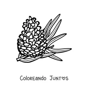 Imagen para colorear de un piñón con hoja de pino