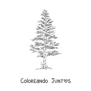 Imagen para colorear de un pino realista