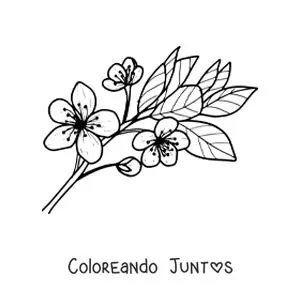 Flor de cerezo