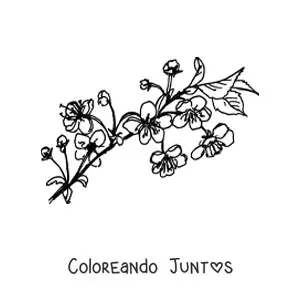 Imagen para colorear de una rama de cerezo con flores