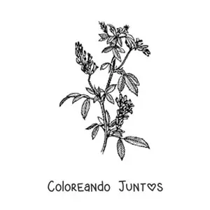 Imagen para colorear de un arbusto de alfalfa realista