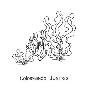 Algas y coral