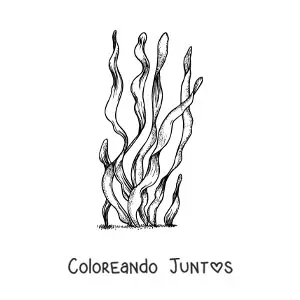 Imagen para colorear de un alga marina realista