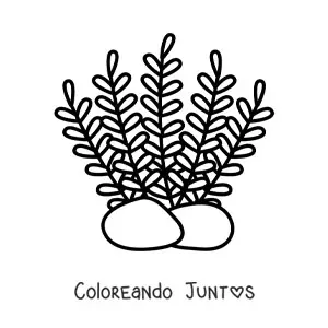 Imagen para colorear de varias algas marinas