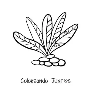 Imagen para colorear de unas algas pluricelulares