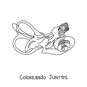 Imagen para colorear de la estructura del oído interno