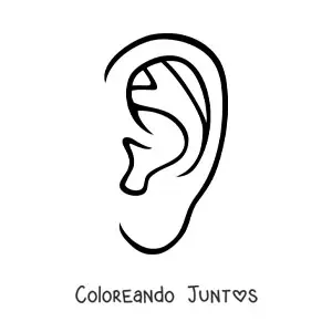 Oreja humana