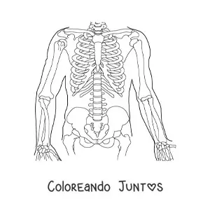 Huesos del tronco