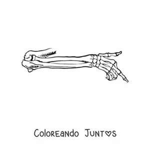Imagen para colorear de los huesos del brazo humano